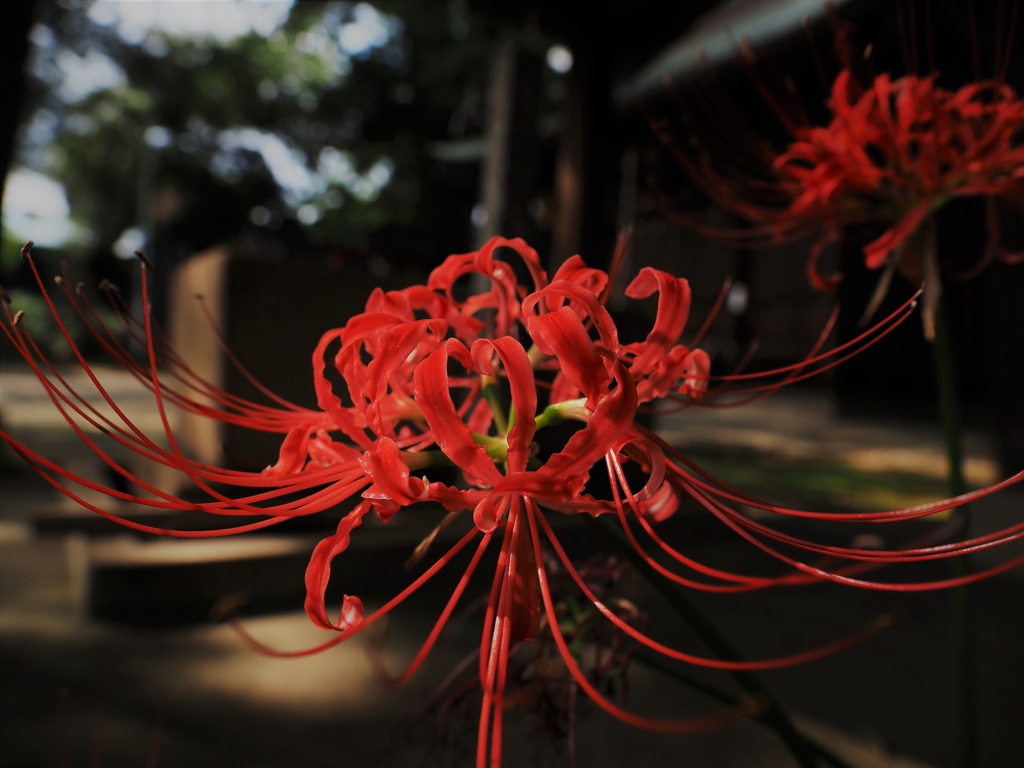 彼岸花