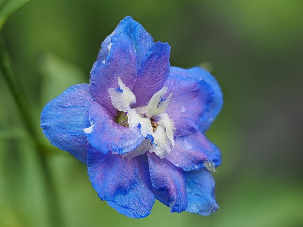 藍色