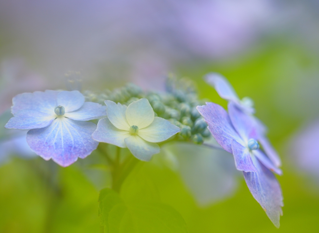 紫陽花の頃
