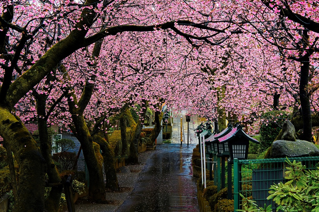 桜の参道