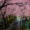 桜の参道