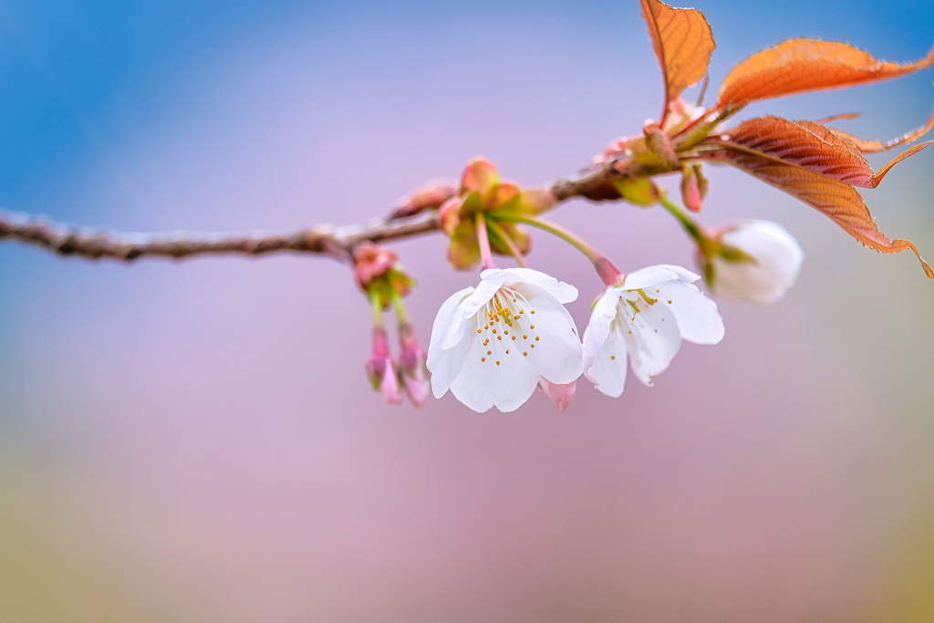 山桜