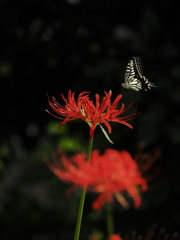 曼珠沙華と蝶