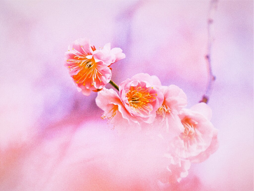 春のかおり