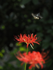 曼珠沙華と蝶