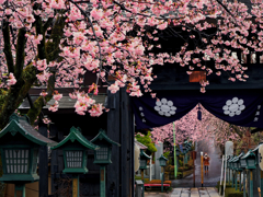 安行桜の寺