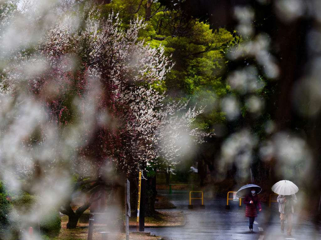 雨の梅林