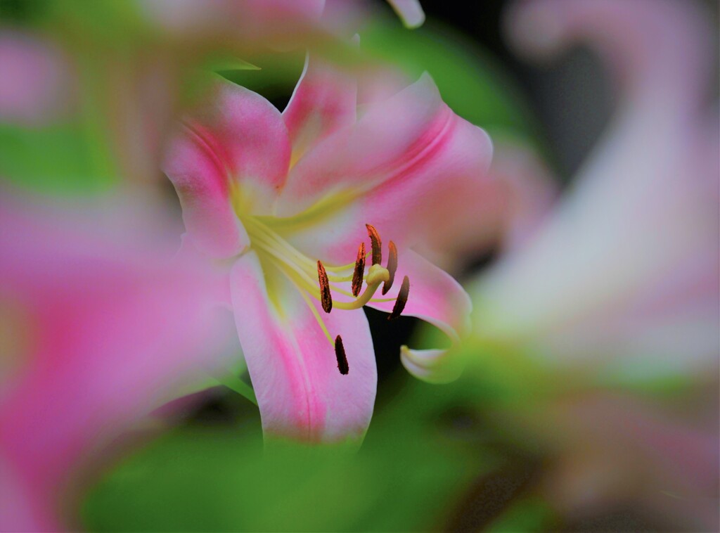 夏の香り