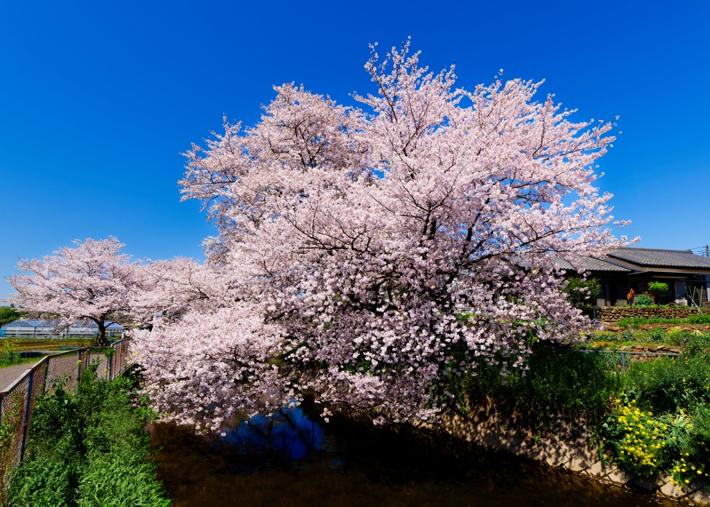 桜