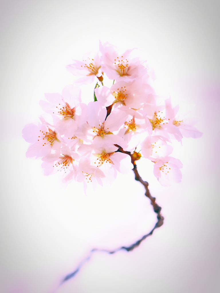 花　かんざし３