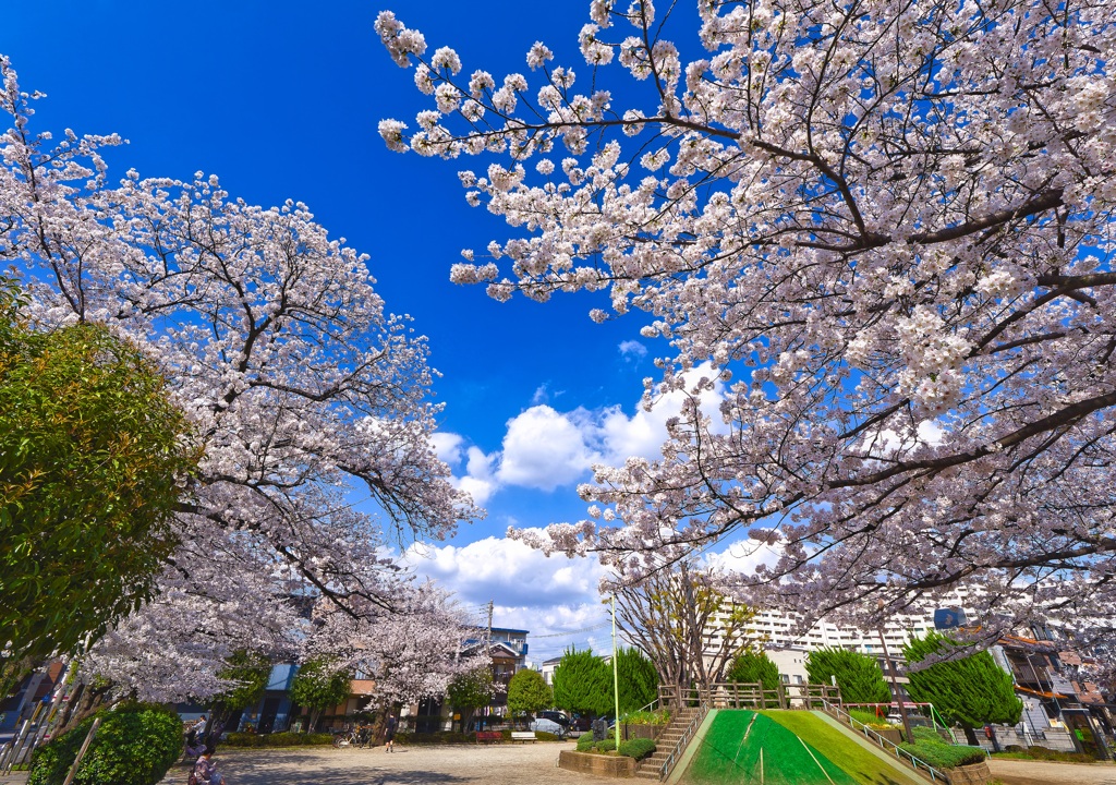 桜満開