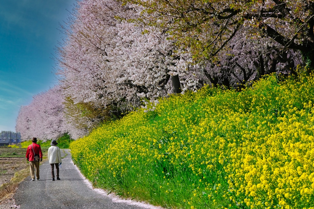 桜堤一週間後