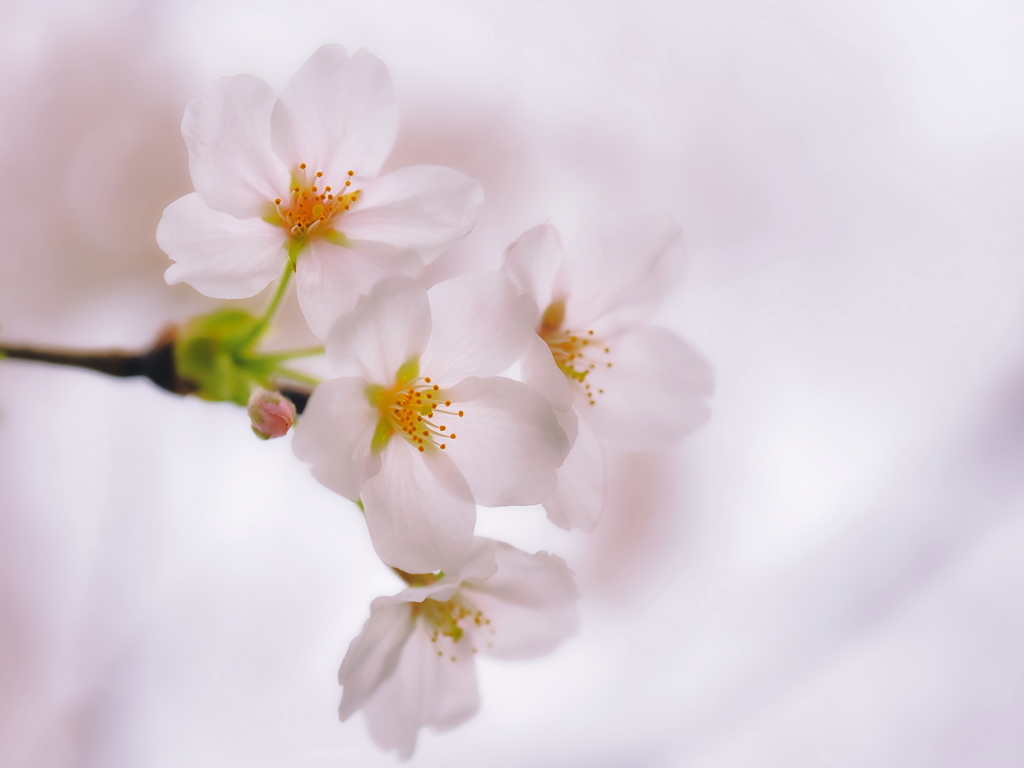 花　かんざし２