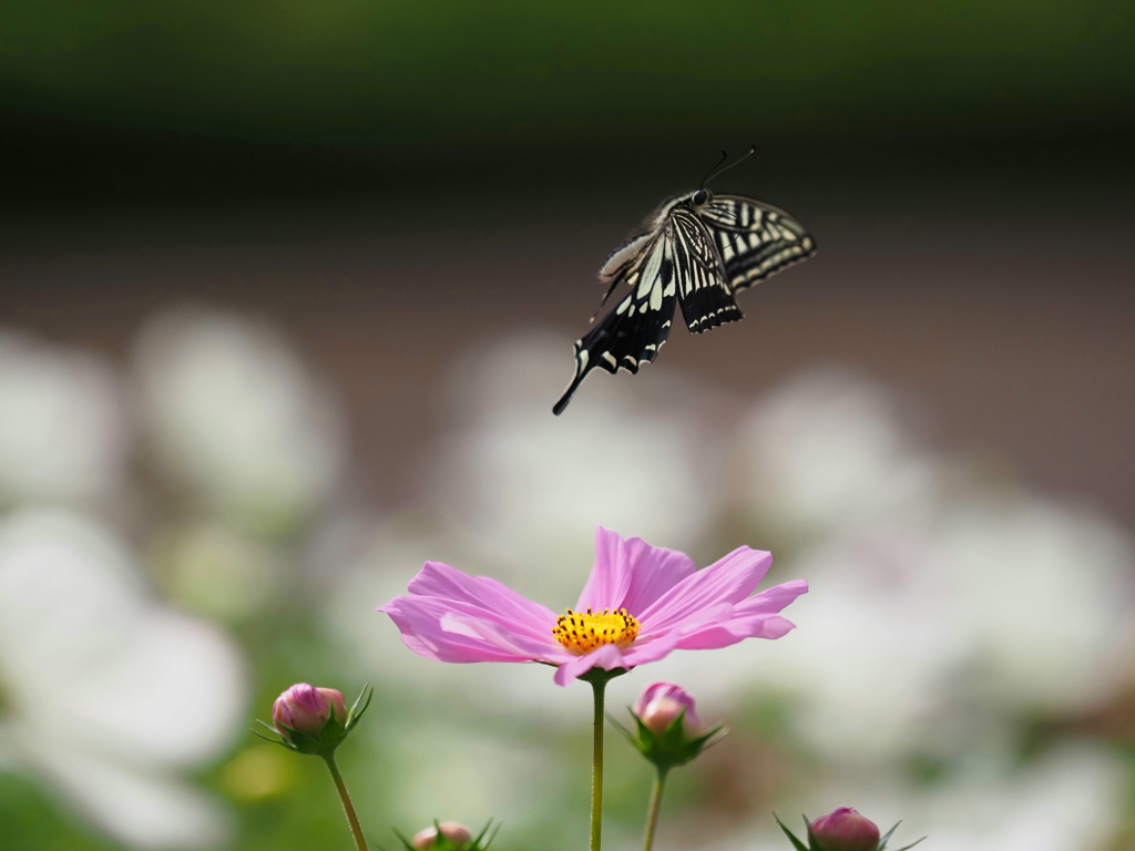 上昇