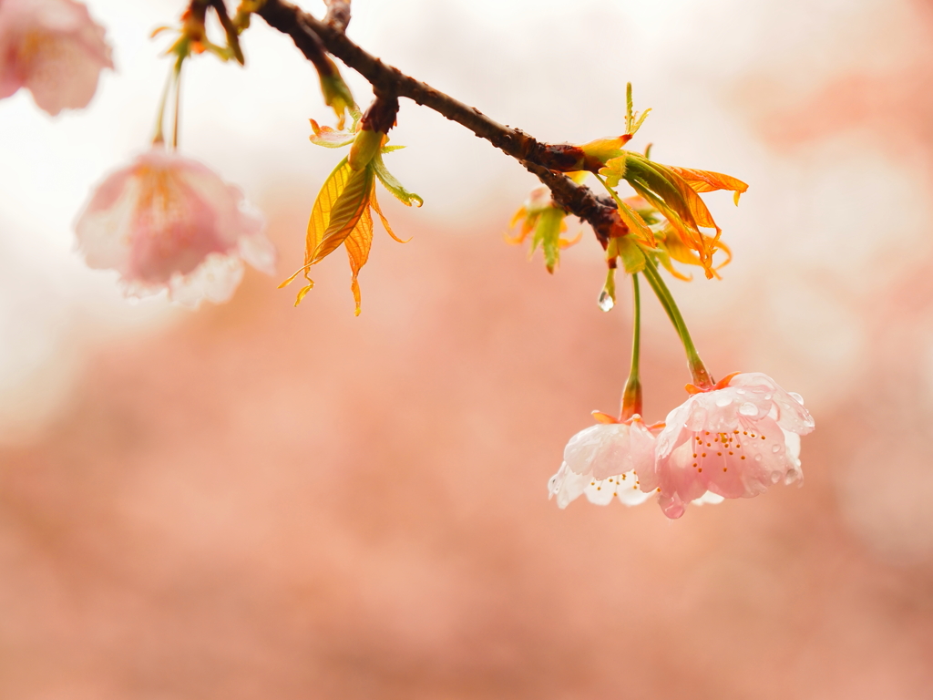 雨の匂い