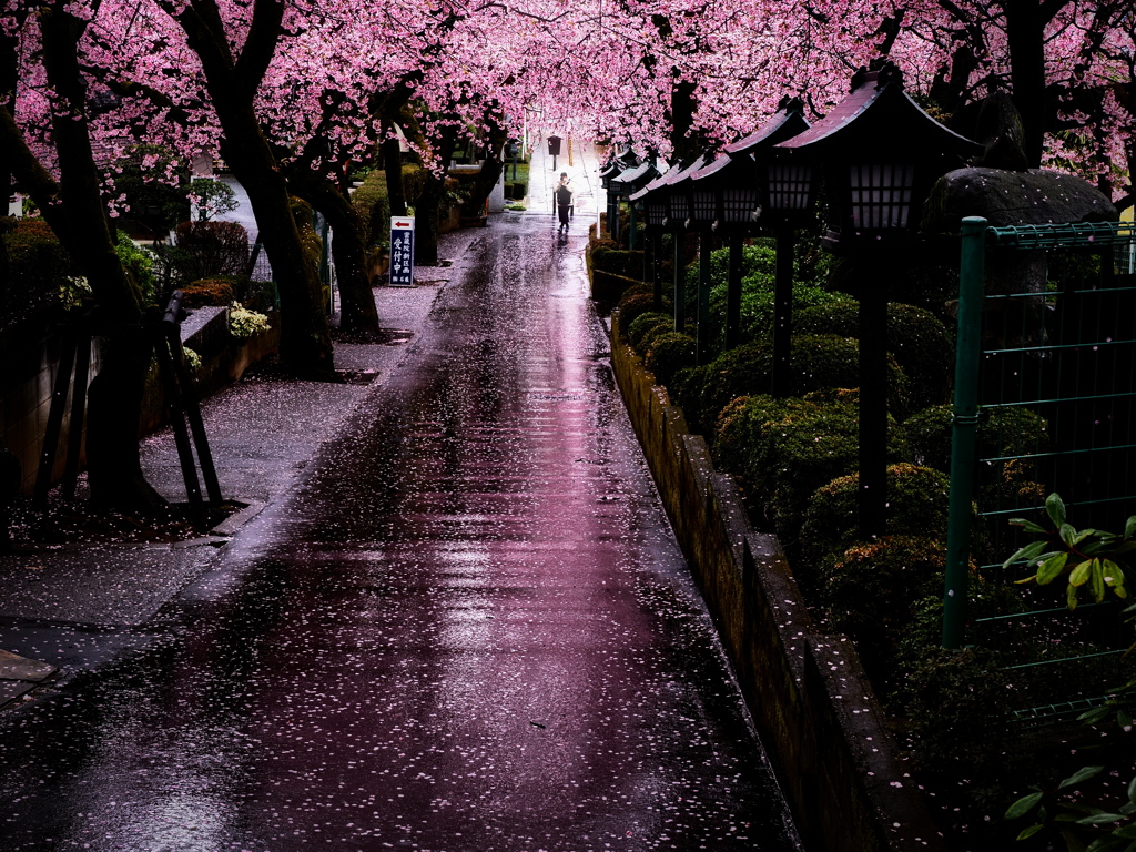 雨の参道