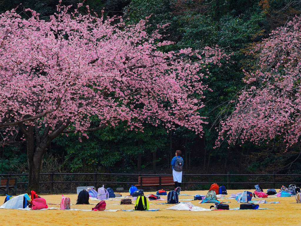 観桜