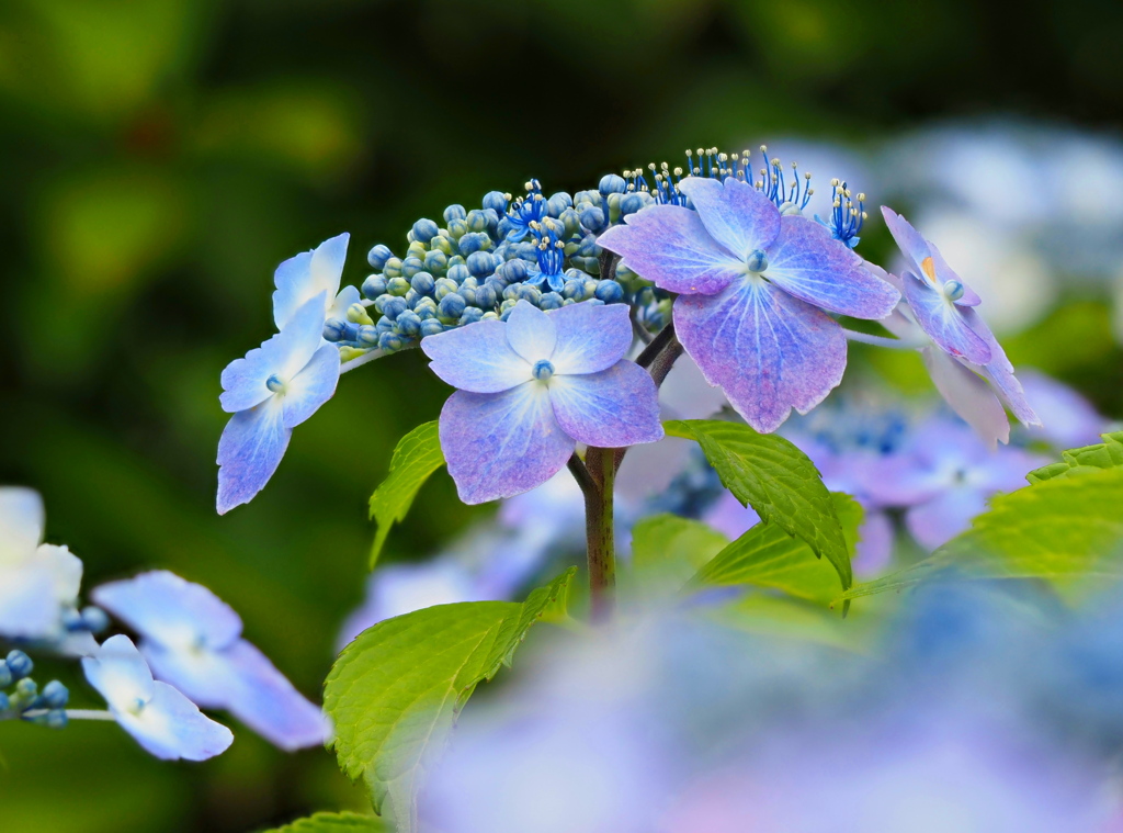 紫陽花