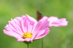 コスモス