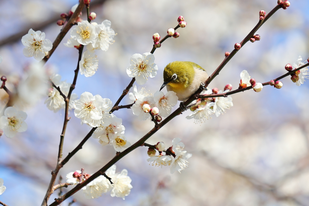 ウメジロー