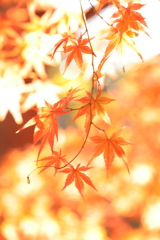 燃えるような