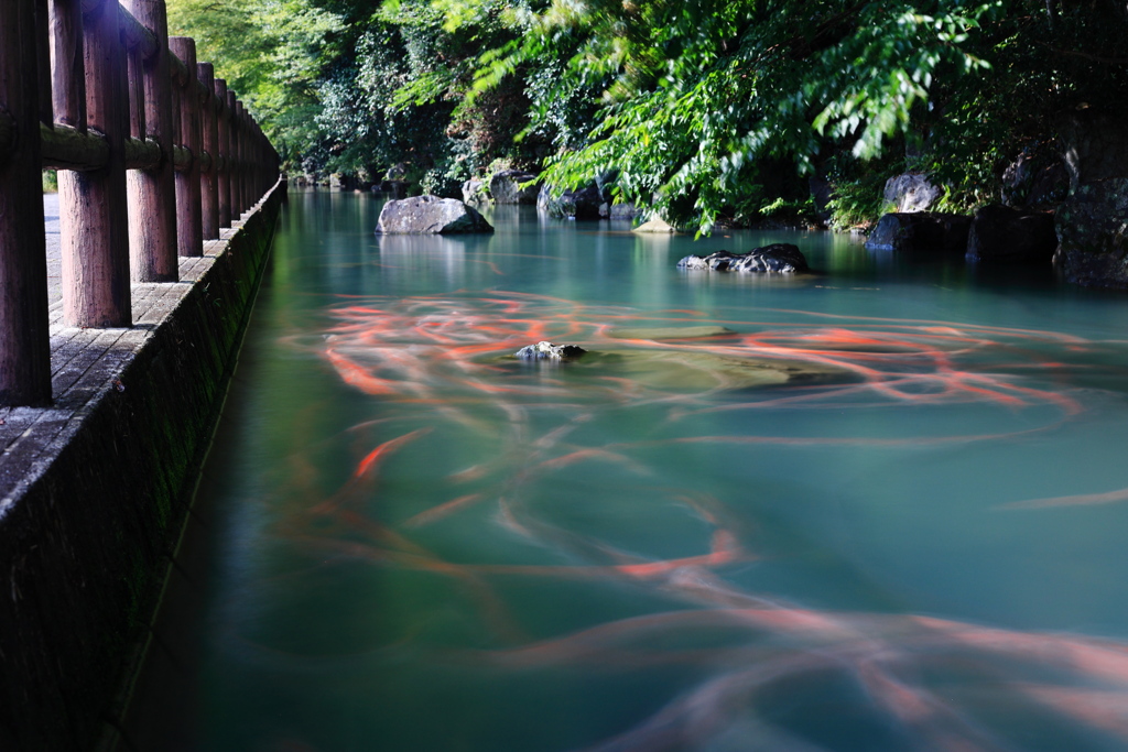 鯉の軌跡