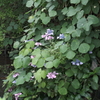 水路に咲く紫陽花