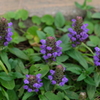 群生していたお花