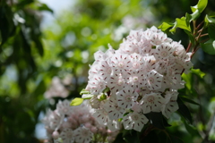 カルミアの花