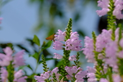 蜜の味