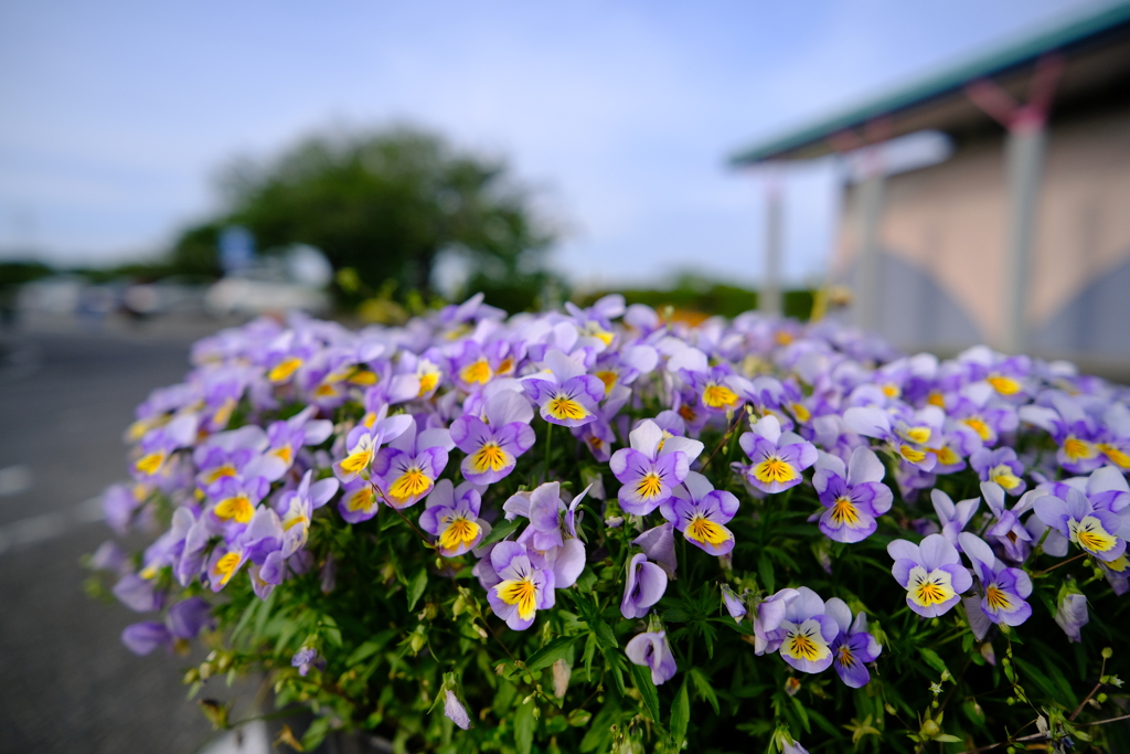 花