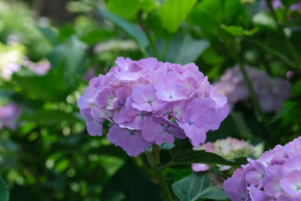 紫陽花