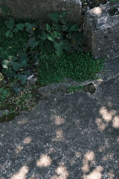 木陰