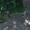 木陰