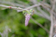 山に芽吹く
