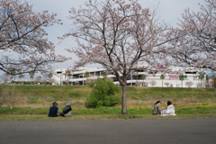 桜の下での女子会