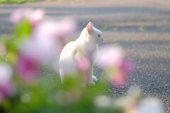 花のようなお耳の