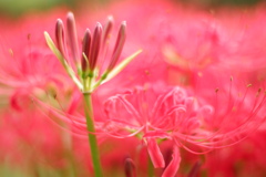 曼珠沙華