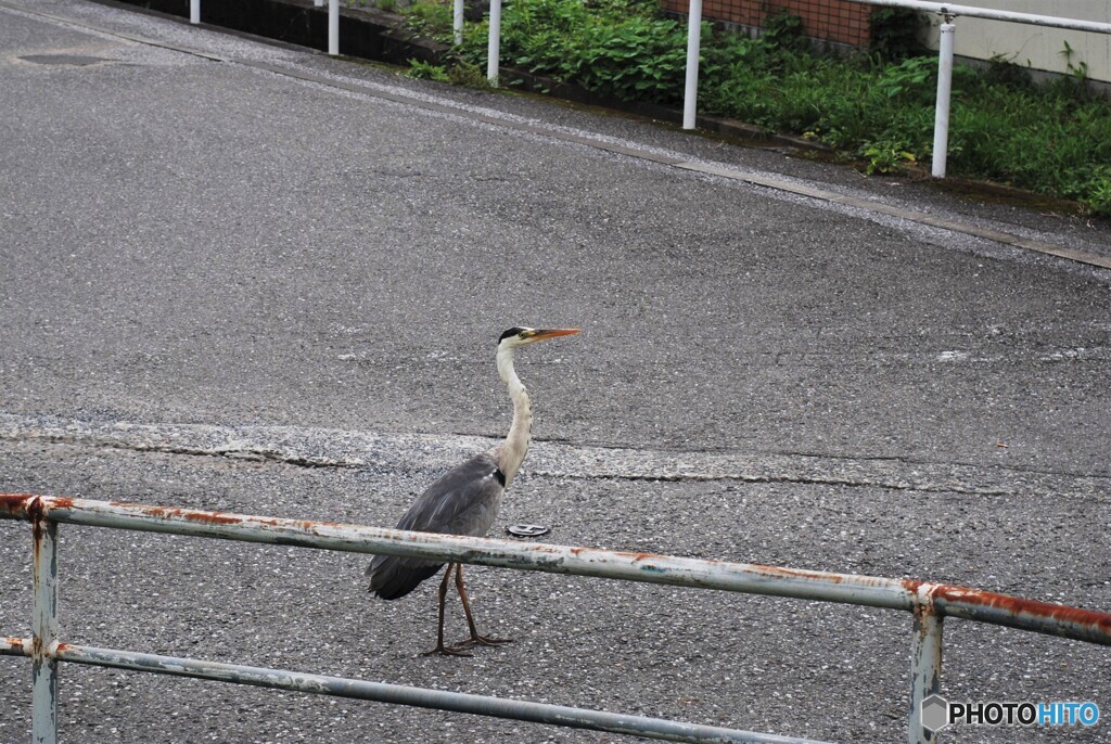 通りすがりのアオサギ・・