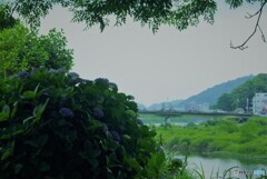 あじさいのある風景