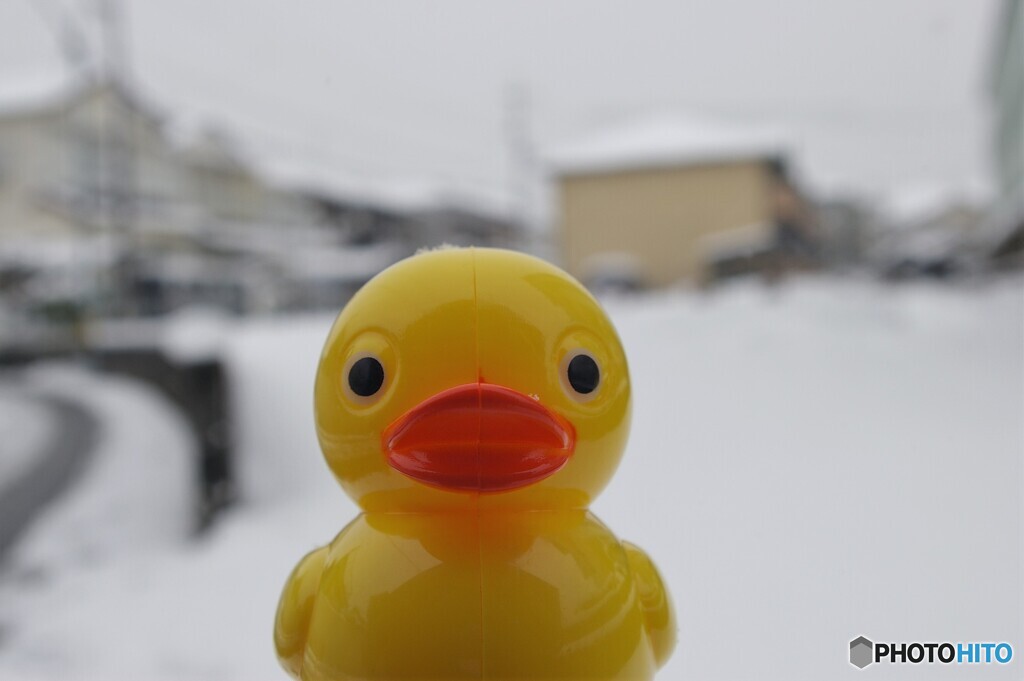 雪①　こんなの初めて