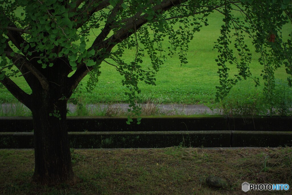 またまた雨～☔