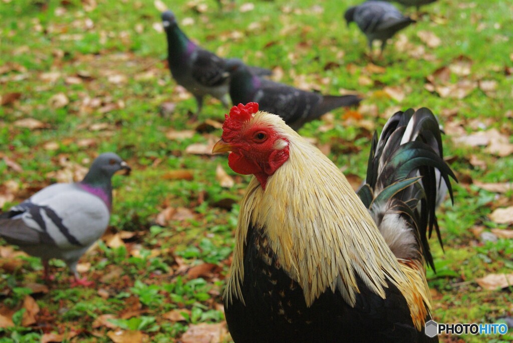 どーでもイイもの①　県鳥くん