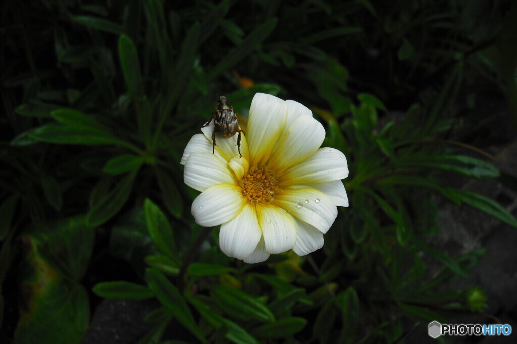 花と虫～(^^;)