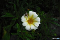 花と虫～(^^;)