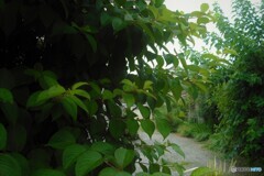 今日は雨　雨～☔