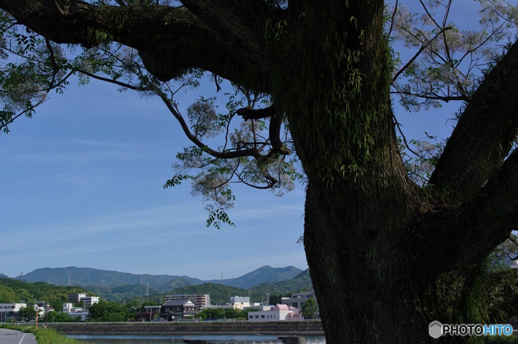 センダン越しの風景(*^-^*)