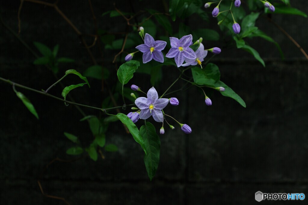 雨上がりのツルハナナス