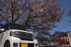 春っぽい車　桜の下で
