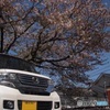 春っぽい車　桜の下で